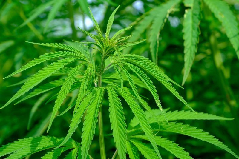 naturalcbd-hanf-cannabis-sativa
