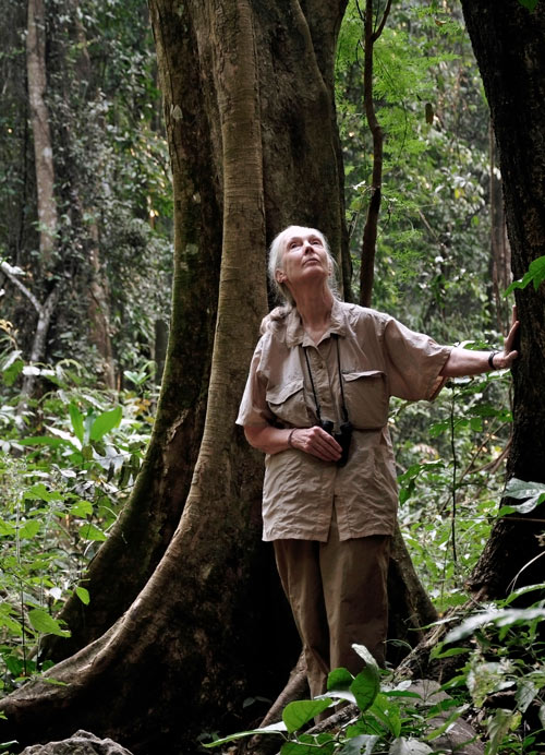 Jane-Goodall-im-Regenwald